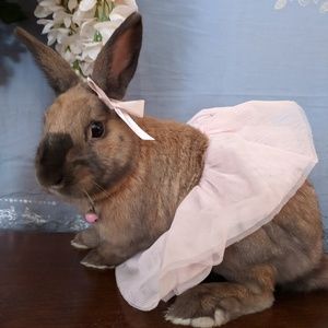 Easter is almost here... Meet Nori Bear!